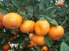 Mandarinas y naranjas en la cocina